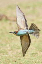 European bee-eater (Merops apiaster) flying over the ground, Spain, Europe