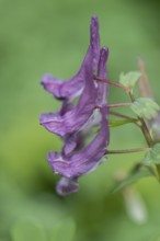 Corydalis solida (Corydalis bulbosa), Emsland, Lower Saxony, Germany, Europe