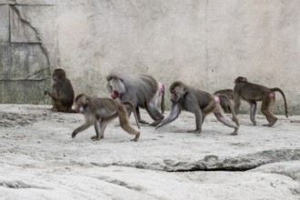 Hamadryas baboons (Papio hamadryas), Emmen Zoo, Netherlands