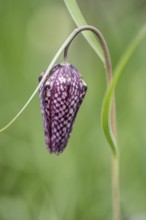 Snake's head fritillary (Fritillaria meleagris), Emsland, Lower Saxony, Germany, Europe