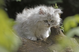 Persian cat, long-haired cat