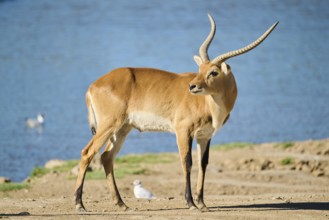 Southern lechwe (Kobus leche) next to a water pond in the dessert, captive, distribution Africa