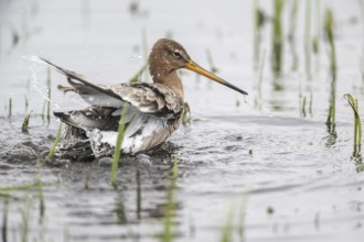 Black-tailed godwit (Limosa limosa), bathing, Lower Saxony, Germany, Europe