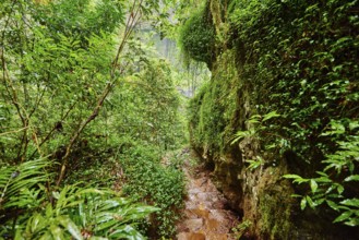 Landscape of a path going through the rainforest to the Zillie falls in spring, Queensland,