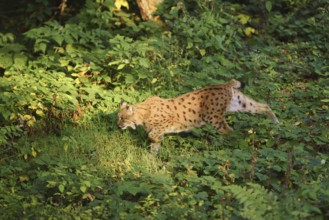 Eurasian lynx (Lynx lynx) in a forest, captive, Bavarian Forest Nationalpark, Bavaria, Germany,