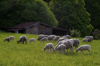 Sheep, flock of sheep, pasture, refuge, Römerstein, Swabian Alb biosphere reserve,