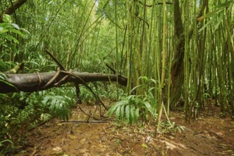 Landscape of Rainforest at the Lulumahu trail to the Lulumahu falls, Honolulu Watershed Forest