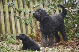 Close-up of a labradoodle mother with puppy on a meadow in winter, Germany, Europe