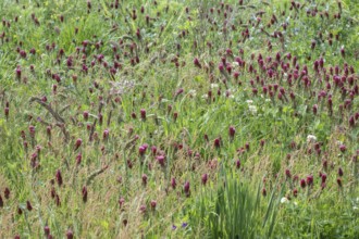 Incarnate clover (Trifolium incarnatum) and white clover (Trifolium repens), Emsland, Lower Saxony,