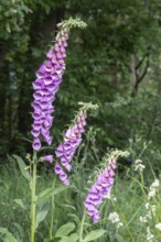 Foxglove (Digitalis purpurea), Emsland, Lower Saxony, Germany, Europe