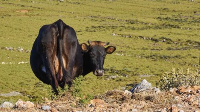 A cow on a green meadow in front of a mountain panorama under a blue sky, farm animals, Mani