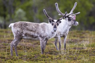 Reindeer (Rangifer tarandus), two animals standing on a moor, Varanger, Finnmark, Norway, Europe