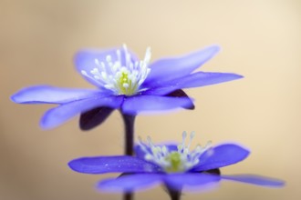 Three-lobed liverwort (Hepatica nobilis), Ranunculaceae, Fridingen, Upper Danube nature park Park,