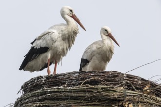 White storks (Ciconia ciconia), Emsland, Lower Saxony, Germany, Europe