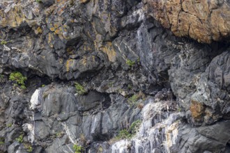 Gyrfalcon (Falco rusticolus), three young birds sitting in nesting niche, Varanger, Finnmark,