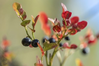 European blueberry (Vaccinium myrtillus), blueberries, Finland, Europe