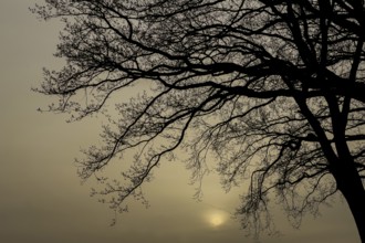 Oak with silhouette of the treetop at sunset, sun, evening, evening mood, nature, romance,