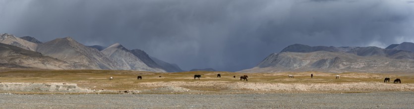 Herd of horses on a plateau, Ak Shyrak Mountains, near Kumtor, Kara-Say, Tian Shan, Kyrgyzstan,