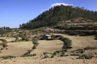 Tigray region, landscape between Axum and the border of Eritrea, Ethiopia, Africa