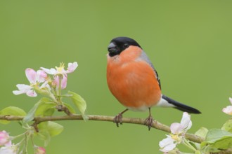 Eurasian bullfinch (Pyrrhula pyrrhula) male sitting on a branch with apple blossoms, bullfinch,