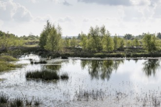 Moorland, rewetting, Emsland, Lower Saxony, Germany, Europe