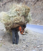 In the highlands between Mekele and Lalibela, farmer carries his cut grain home on his back,