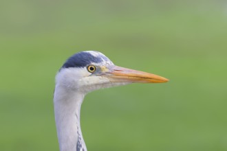 Grey heron (Ardea cinerea) portrait, Stuttgart, Baden-Württemberg, Germany, Europe