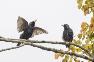 Two common starling (Sturnus vulgaris), pair, on a branch, one with open beak, courtship behaviour,