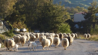 A flock of sheep travelling along a country road at dusk, sheep (e) or goat (n), ovis, caprae,