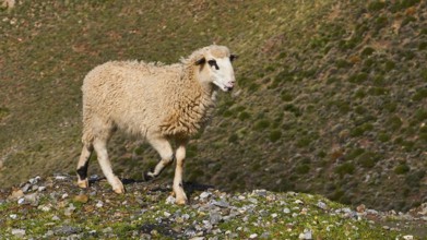 A sheep stands on a grassy hill in a green landscape, sheep (e) or goat (n), ovis, caprae, Crete,