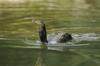 Cormorant swimming on the water surface in a green environment, Cormorant (Phalacrocorax carbo),