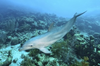 Underwater photo of Bottlenose dolphin (Tursiops truncatus) Dolphin swimming over coral reef,