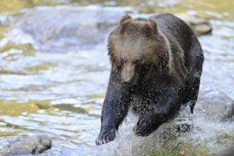 Bear jumping in the water of a river, surrounded by nature and rocks, Eurasian brown bear (Ursus