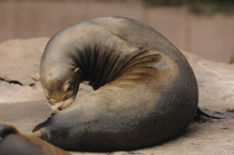 A brown sea lion lies curled up on a rock. The surroundings appear calm and natural, California sea