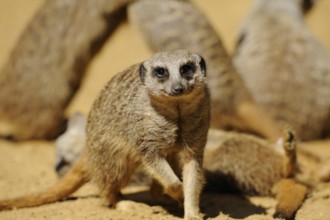 A group of meerkats on sandy ground. The foremost animal appears alert and lively, meerkat