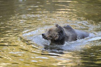 A bear swimming in the sparkling water of a river, Eurasian brown bear (Ursus arctos arctos),