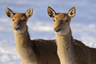 Two deer in the snow with cold ambience, red deer (Cervus elaphus), Bavaria