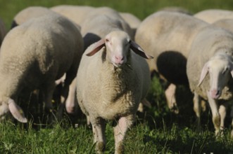 A group of sheep on a green meadow in the sunshine, domestic sheep (Ovis orientalis aries), Bavaria