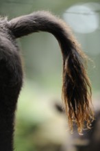 Close-up of the tail of a bison in the forest, showing the structure of the fur, bison (Bos