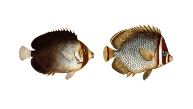 Fish, fishes, left: genus butterflyfish, butterflyfish, Chaetodon mesoleucus, the mulatto, The