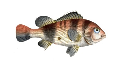 Fish, Fish, Fish genus from the snapper family Lutjanus surinamensis, Historical, digitally