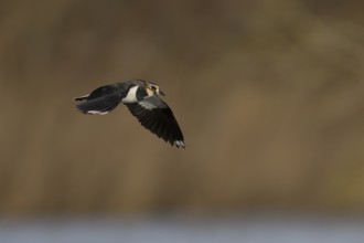 Northern Lapwing (Vanellus vanellus) adult bird flying, England, United Kingdom, Europe