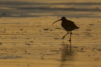 Eurasian curlew (Numenius arquata) silhouette of an adult bird walking on a beach at sunset,