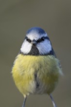 Blue tit (Cyanistes Caeruleus) adult bird portrait, England, United Kingdom, Europe