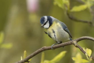 Blue tit (Cyanistes Caeruleus) adult bird preening on a tree branch, England, United Kingdom,