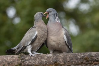 Wood pigeon (Columba palumbus) two birds adult bird feeding a juvenile baby cobb on an urban house