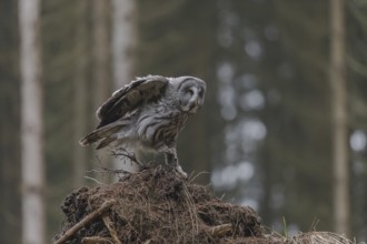 One great grey owl (Strix nebulosa) sitting on the root of a fallen spruce tree