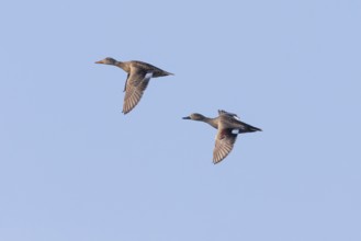 Gadwall, (Anas strepera), Mareca strepera, two ducks in flight, male and female, island of Texel,