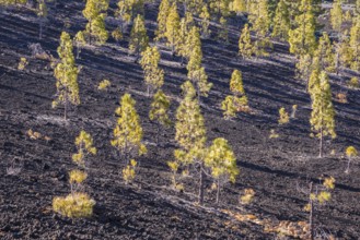 Canary Island pines (Pinus canariensis), Mirador de Chio, Teide National Park, Tenerife, Canary