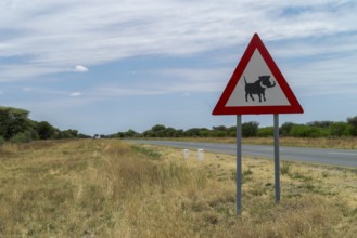 Traffic sign with warning of warthogs, Namibia, Africa